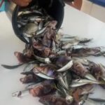 Рыбалка на яхте Жемчужина Моря