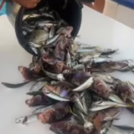 Рыбалка на яхте Жемчужина Моря