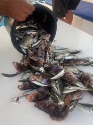 Рыбалка на яхте Жемчужина Моря
