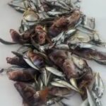 Рыбалка на яхте Жемчужина Моря