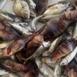 Рыбалка на яхте Жемчужина Моря