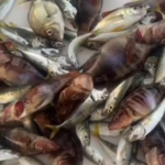 Рыбалка на яхте Жемчужина Моря
