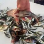 Рыбалка на яхте Жемчужина Моря